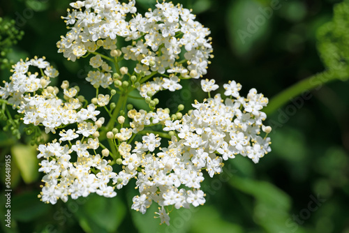 Blühender Holunder, Sambucus nigra, im Frühling photo