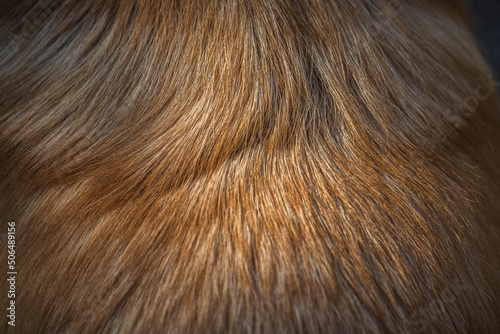 The fur of a corgi dog requires a lot of care
