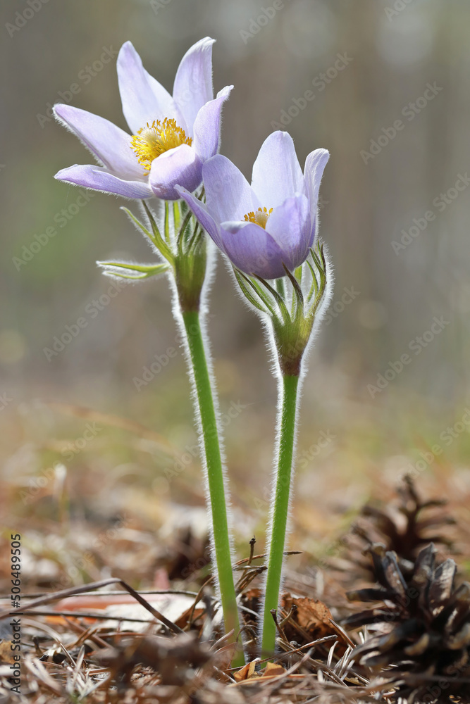 Pasque-flower Anémone pátens (Pulsatilla, wind flower, prairie crocus) is a one of the first spring forest flowers. Pasque-flower Anémone pátens (Pulsatilla, wind flower, prairie crocus) is a one of the first spring forest flowers.
