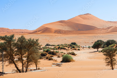 Acacia trees and dunes in the Namib desert   Dunes and camel thorn trees   Vachellia erioloba  in the Namib desert  Sossusvlei  Namibia  Africa.