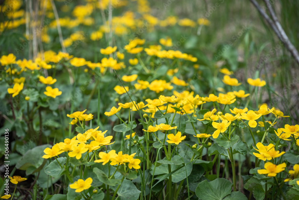 Marsh-marigold -  kingcup (Caltha palustris)