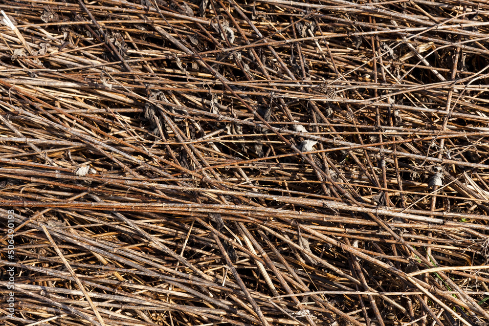 Dry grass background. Natural texture and background from dry grass stems. Dry grass background. Natural texture and background from dry grass stems.