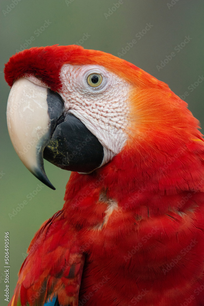 Scarlet Macaw
Ara macao
Guacamaya bandera