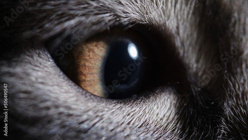 Closeup of green brown eye of gray kitten