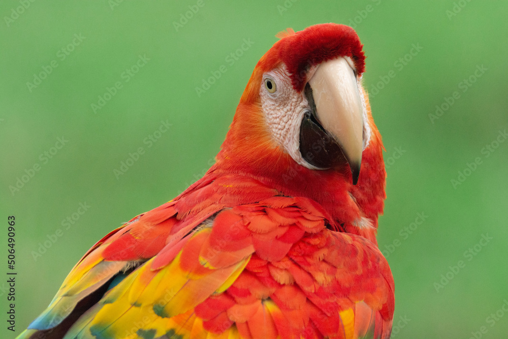 Scarlet Macaw
Ara macao
Guacamaya bandera Scarlet Macaw
Ara macao
Guacamaya bandera