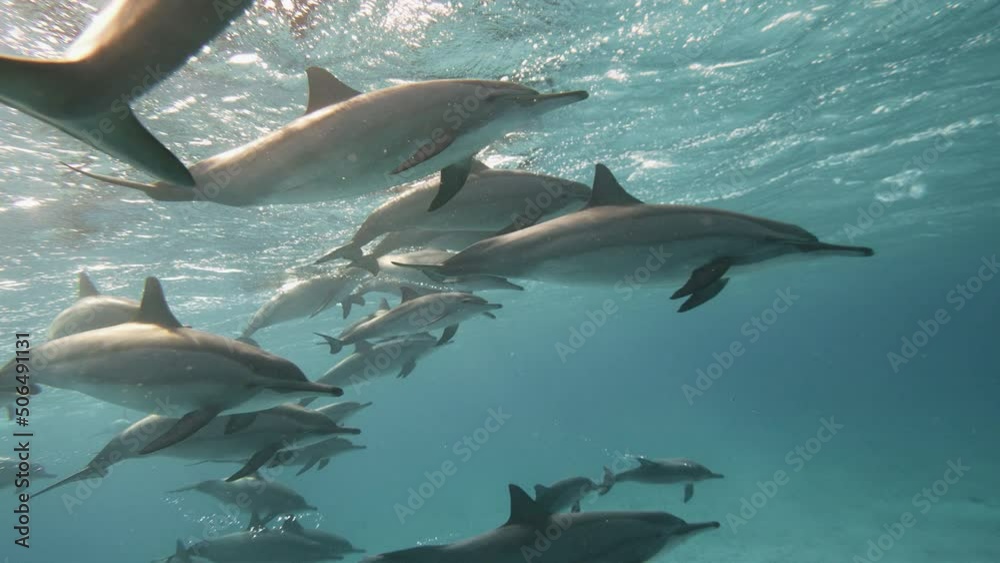 Big Dolphin tale playing in blue water Red sea. Underwater shot wild dolphins breath. Aquatic marine animals natural habitat. Closeup friendly bottlenose. Pod dolphins swim over sandy bottom. Spinner Big Dolphin tale playing in blue water Red sea. Underwater shot wild dolphins breath. Aquatic marine animals natural habitat. Closeup friendly bottlenose. Pod dolphins swim over sandy bottom. Spinner