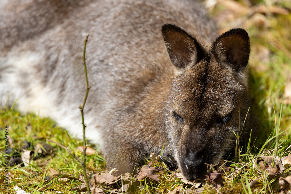 Beautiful Kangaroo on the grass