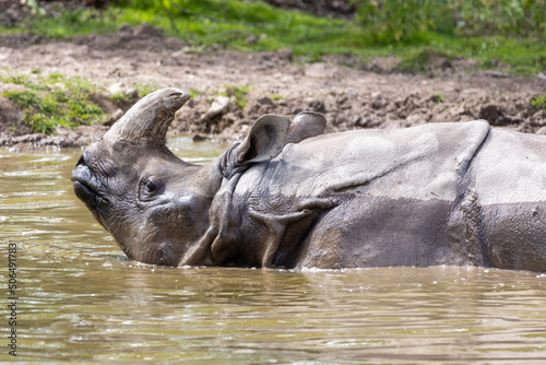 rhino in water