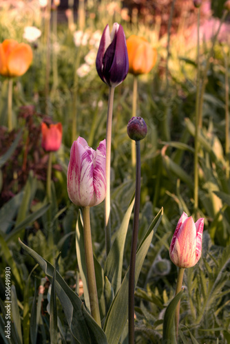 Pink and purple tulips in spring garden.