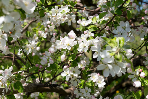 white apple tree blossom