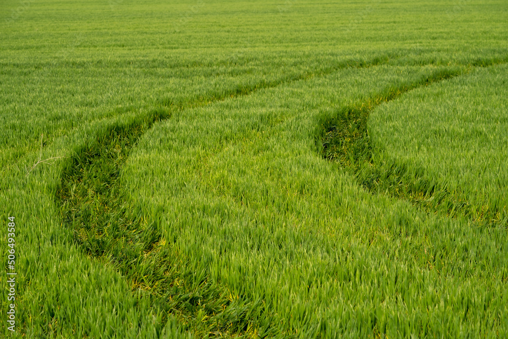 Green field with tracks