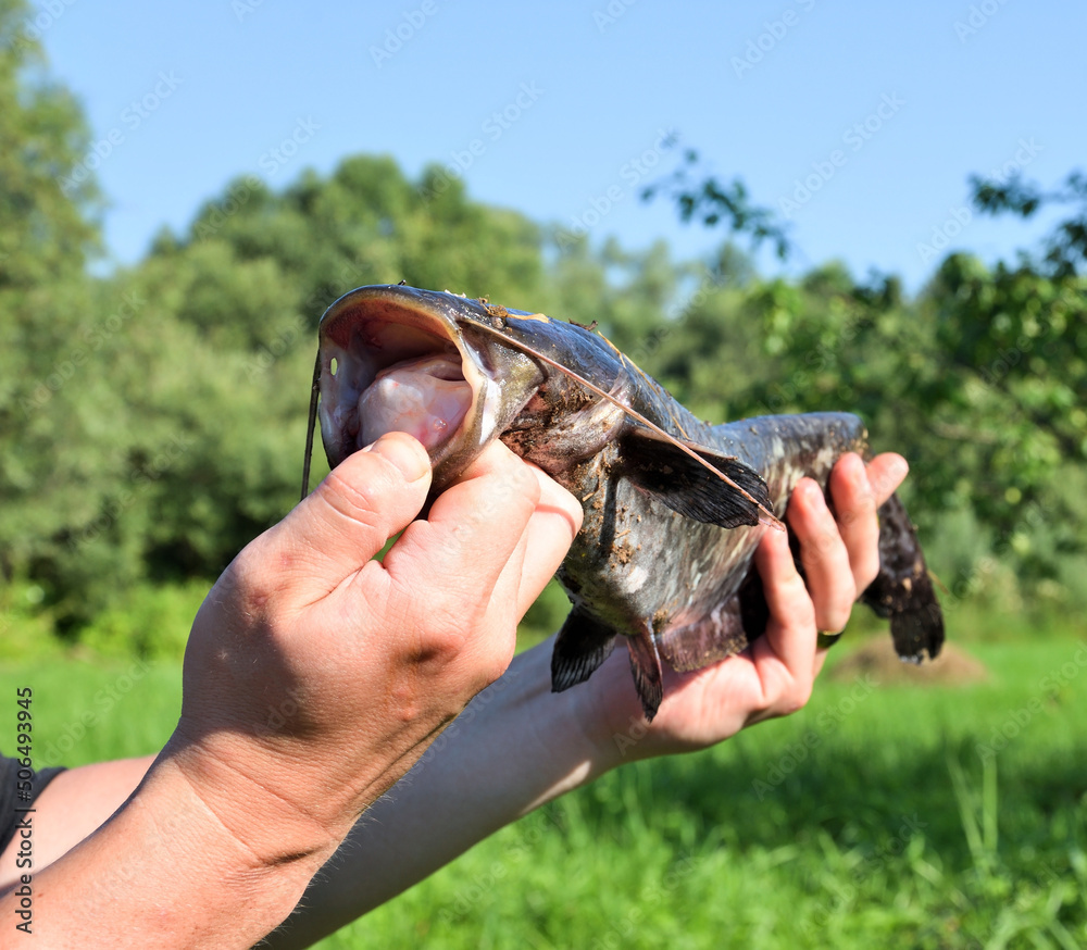 Fisherman trophy- catfish in the man hands