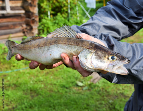Fototapeta Naklejka Na Ścianę i Meble -  Fisherman trophy- zander fish in the hands