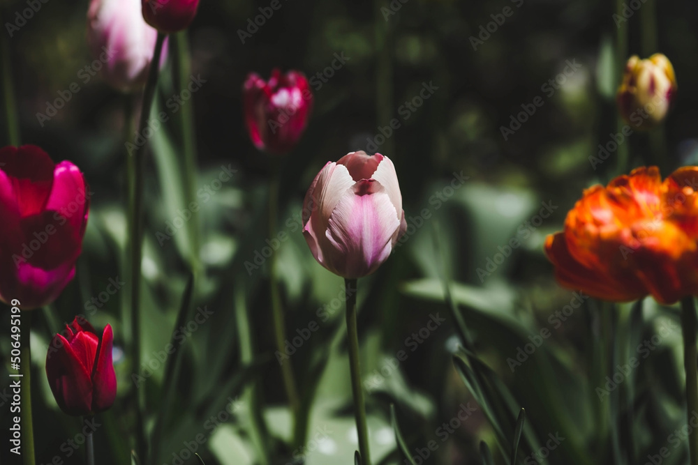 Fototapeta premium Banner. Macro photography. Spring, nature wallpaper. Tulips are blooming in the garden.