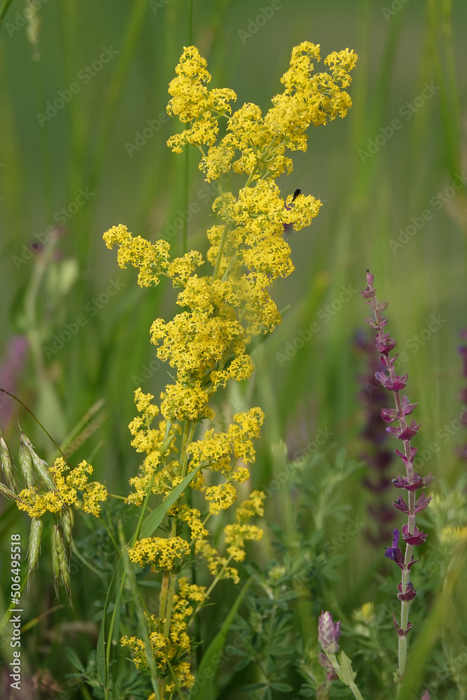 Mullein ordinary - plant flower Mullein ordinary - plant flower