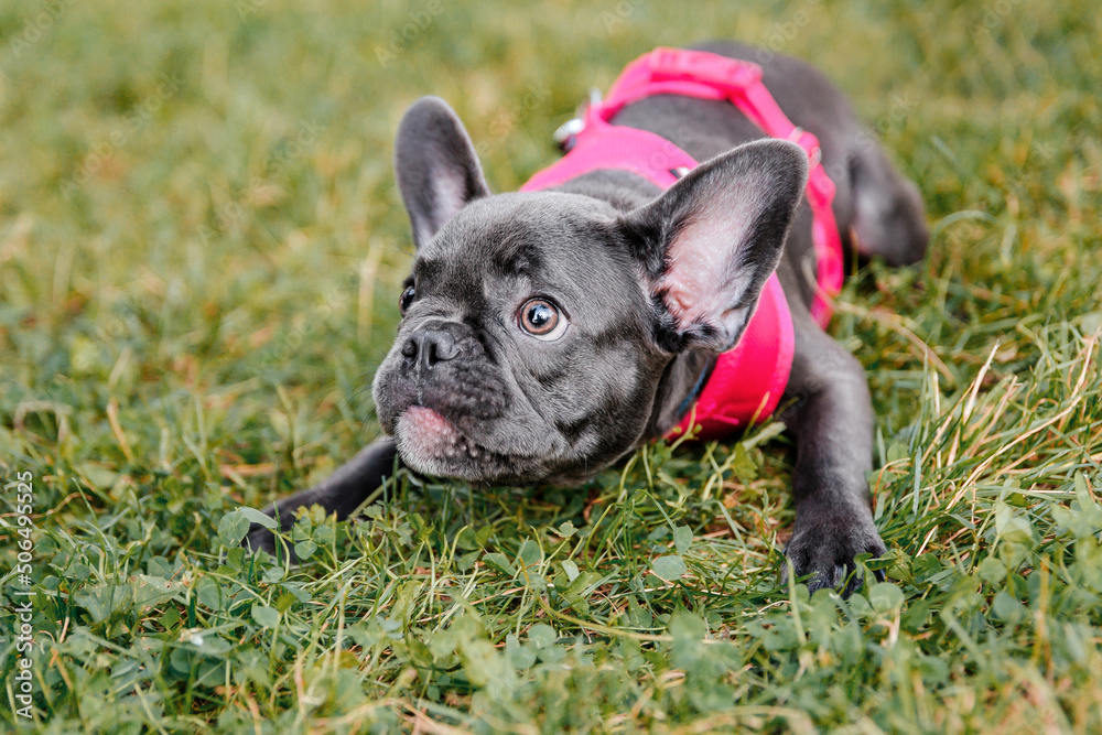 Cute French bulldog puppy in pink collar at the park. Pretty dog
