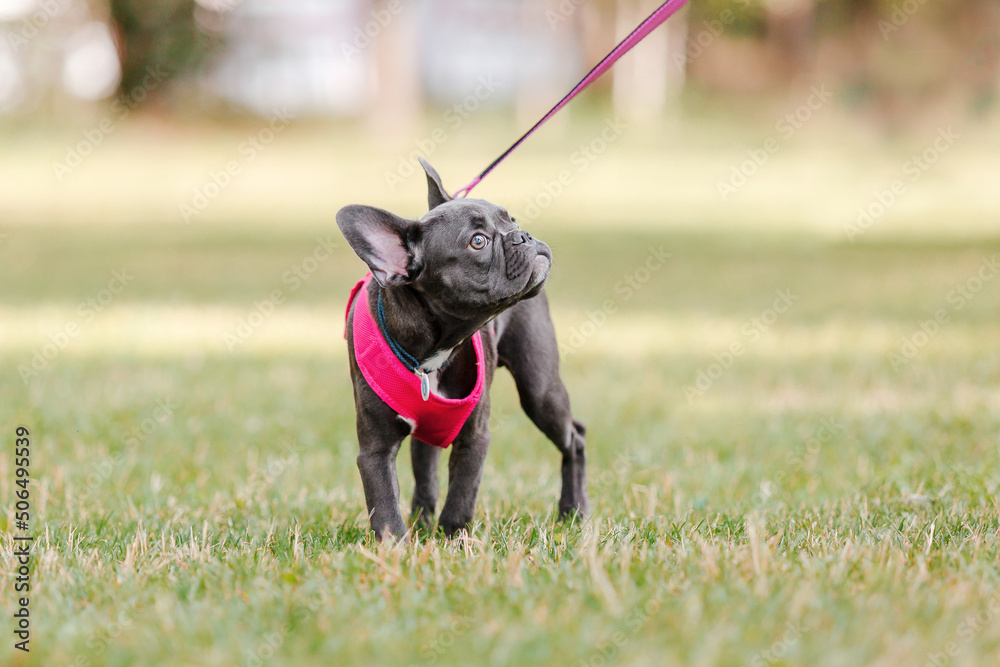 Cute French bulldog puppy in pink collar at the park. Pretty dog Cute French bulldog puppy in pink collar at the park. Pretty dog