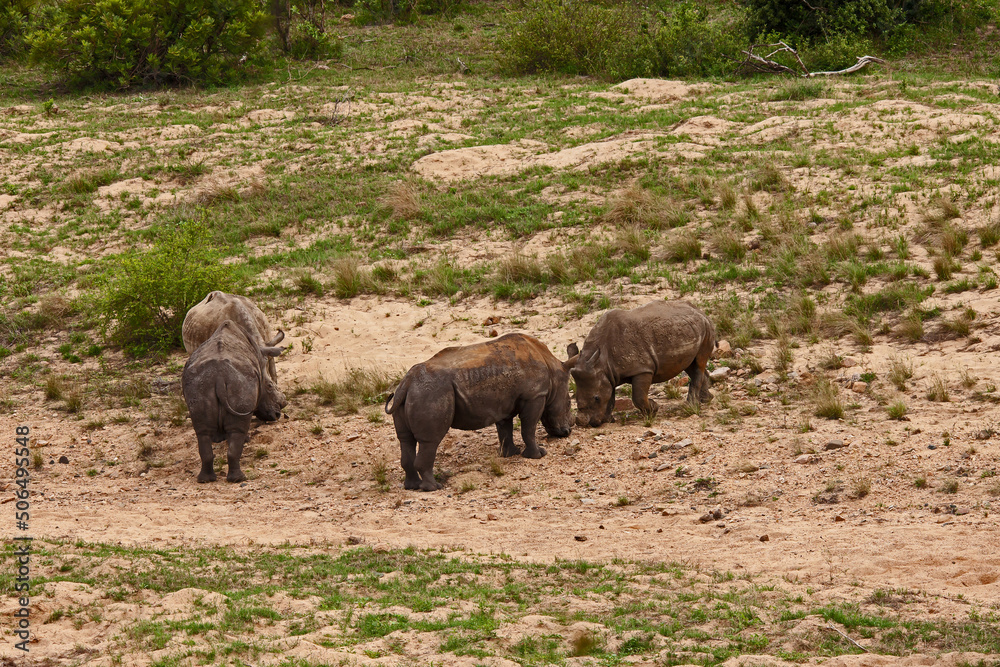 Dehorned White Rhino Ceratotherium simum 14797 Dehorned White Rhino Ceratotherium simum 14797