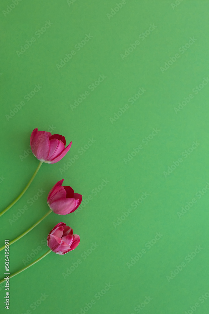 Pink three tulips on a green vertical background. toned Pink three tulips on a green vertical background. toned