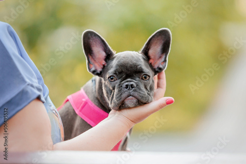 Fototapeta Naklejka Na Ścianę i Meble -  Cute French bulldog puppy in pink collar at the park. Pretty dog