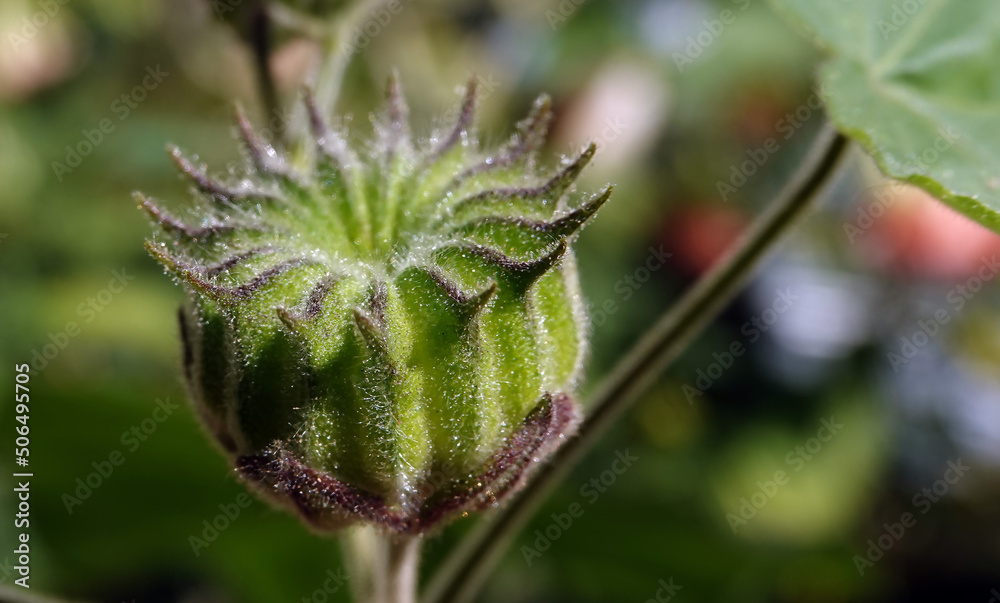 Theophrastus cable car - plant flower Theophrastus cable car - plant flower