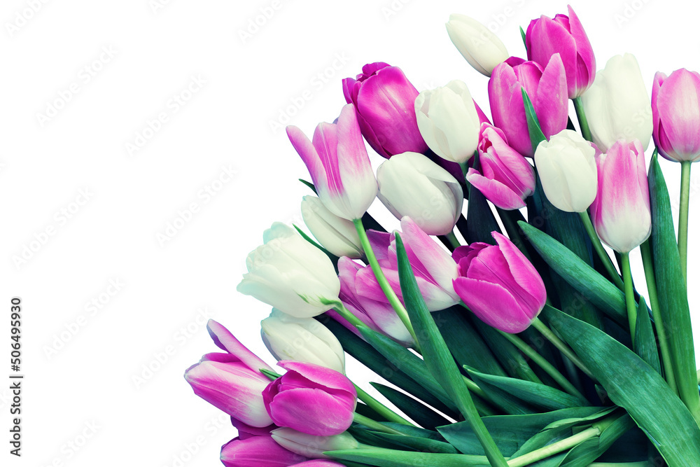 bouquet of tulips isolated on white background bouquet of tulips isolated on white background