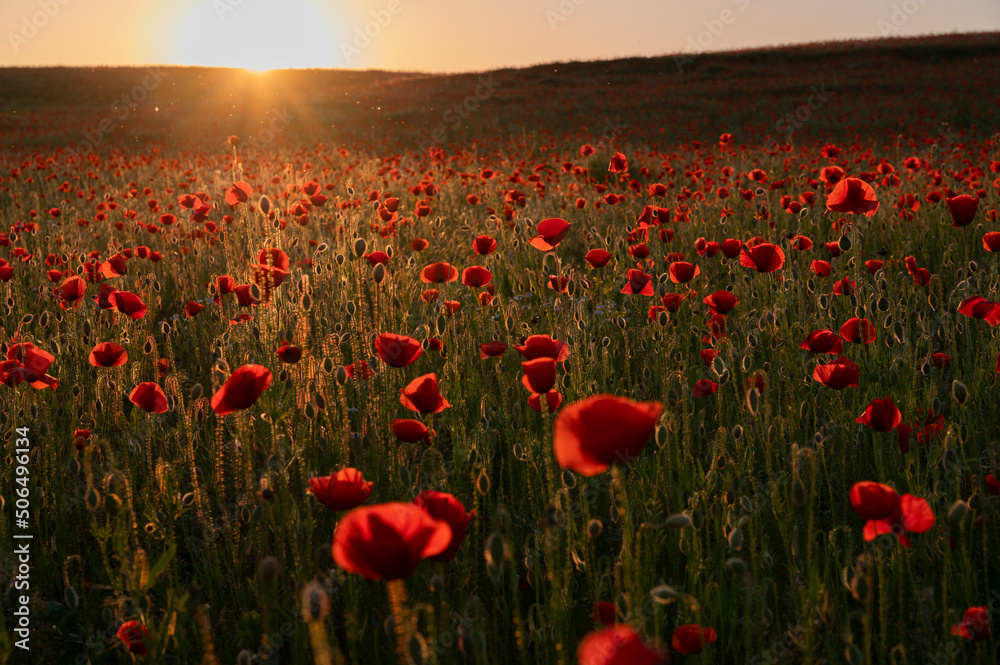 Naklejka premium Beautiful field with poppies at sunset
