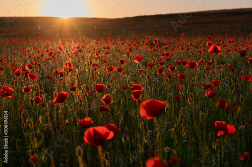 Beautiful field with poppies at sunset