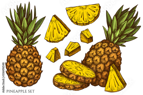 Fruits hand drawn vector illustrations collection. Colored pineapple.