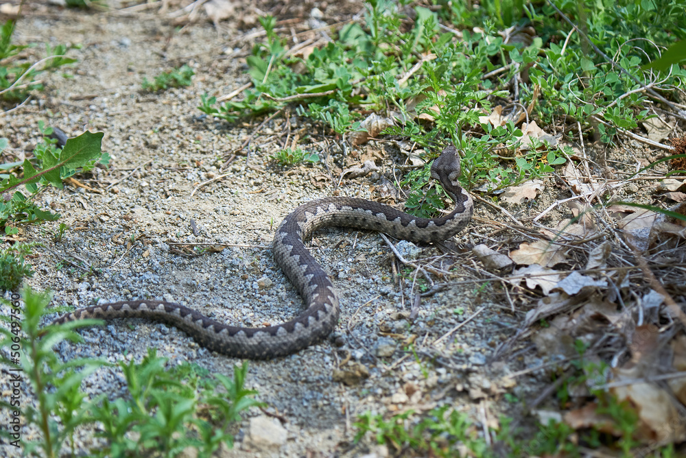 Nose-Horned Viper male in natural habitat (Vipera ammodytes) Nose-Horned Viper male in natural habitat (Vipera ammodytes)