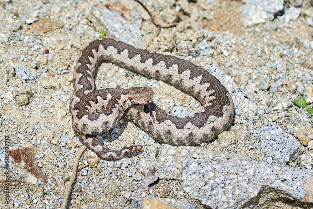 Obraz premium Nose-Horned Viper male in natural habitat (Vipera ammodytes)