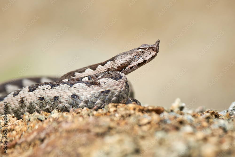 Nose-Horned Viper male in natural habitat (Vipera ammodytes) Nose-Horned Viper male in natural habitat (Vipera ammodytes)