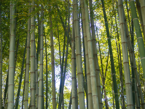 Bamboo grove. Plant stems. Thick bamboo forest. Southern nature. Fast growing plant.