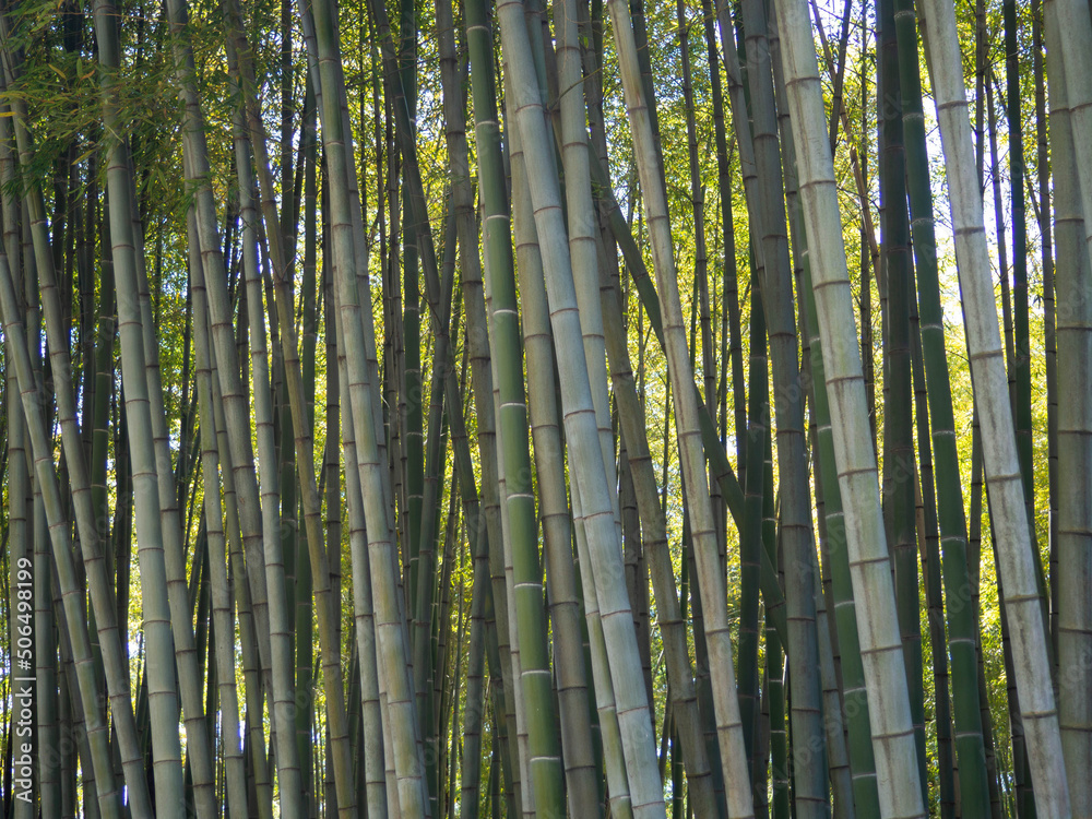 Bamboo grove. Plant stems. Thick bamboo forest. Southern nature. Bamboo grove. Plant stems. Thick bamboo forest. Southern nature.