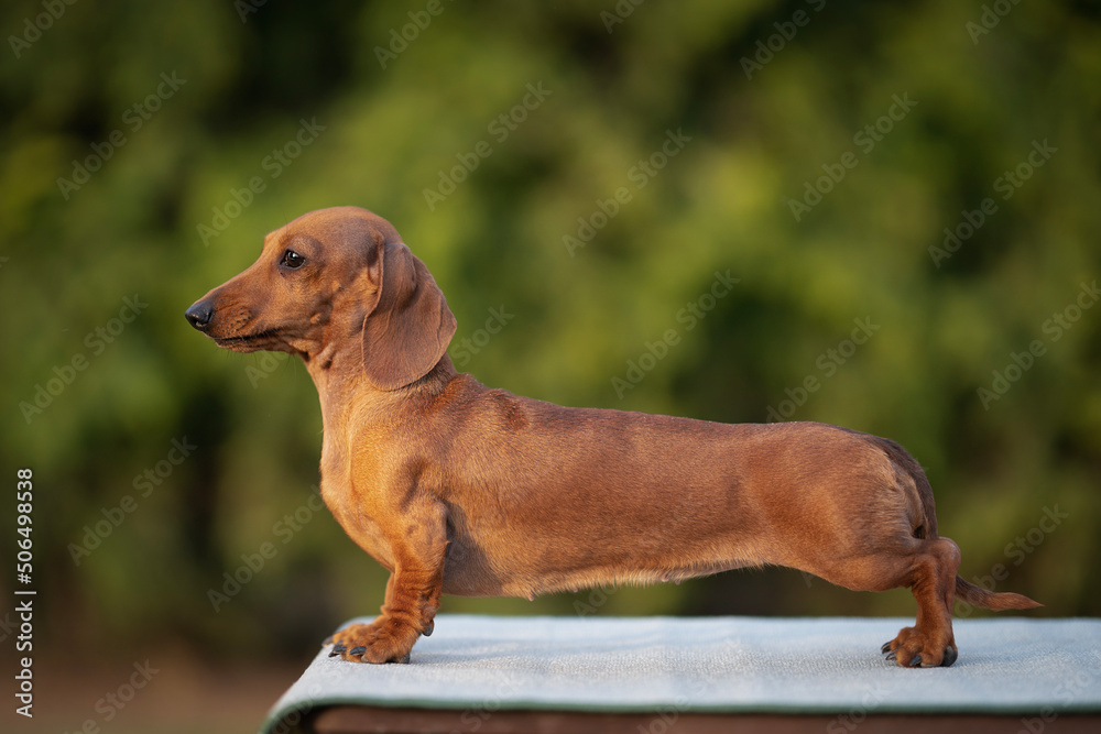 young Dachshund dog breed