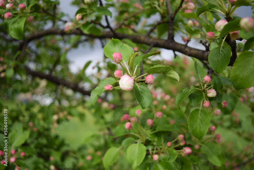 On the branch of the apple tree, the buds are red and white before flowering
