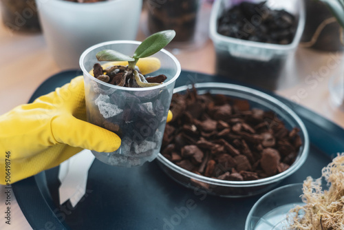 orchid transplanting, woman transplanting houseplants, houseplants are easy to care for, Beautiful orchid plant transplanted into new soil from pine bark on the background of a wooden table