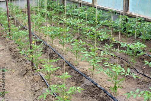 Growing vegetables using drip irrigation photo