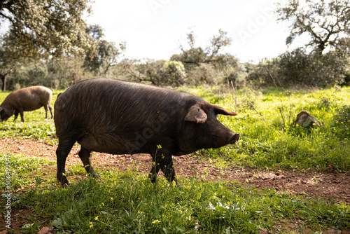 cerdo iberico photo