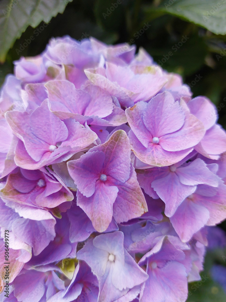 beautiful Hortensia flower