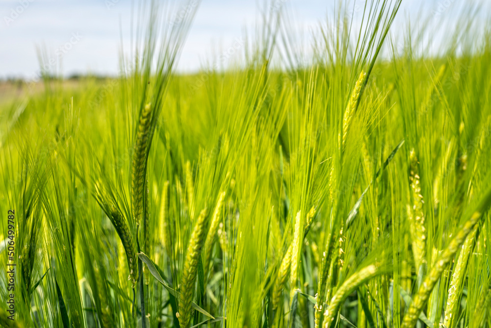 An agricultural field cultivated with Hordeum vulgare An agricultural field cultivated with Hordeum vulgare