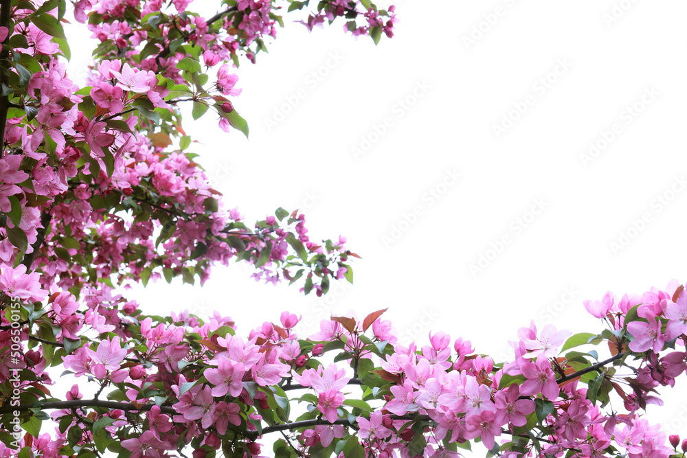 Fototapeta premium Branches of the Apple tree covered by delicate pink flowers