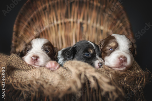 Newborn Australian Shepherd puppies in wooden basket on a black background