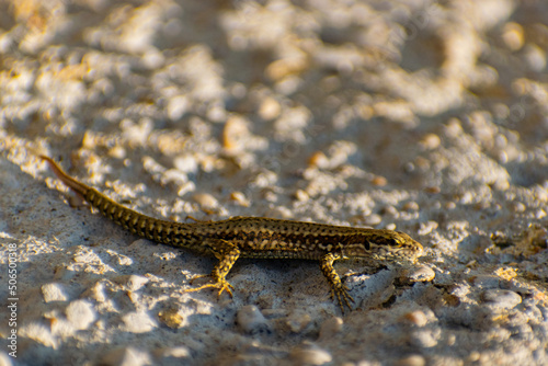 lizard on the stone