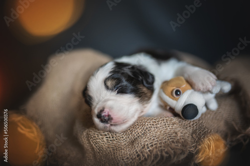 Newborn Australian Shepherd puppy dog sleeping with a toy among burning lights on a black background © honey_paws