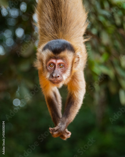 Monkey Brazil © Jssica