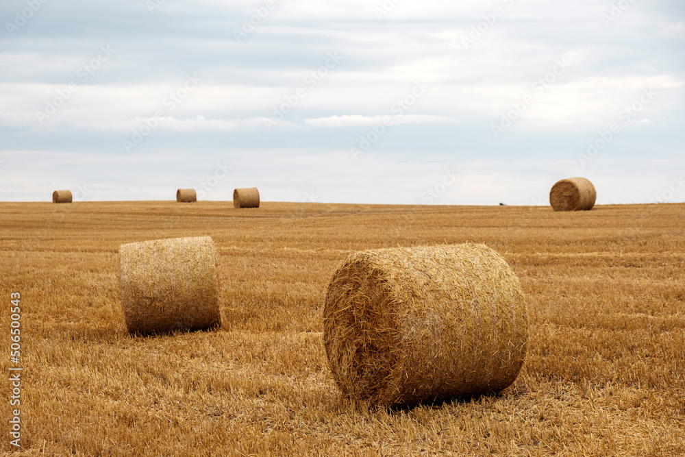 Yellow haystack rolls on the field in Pomaranian district, Poland
