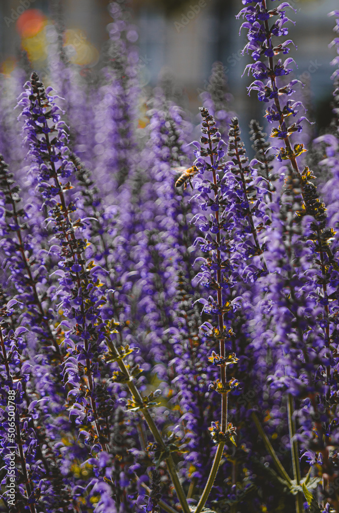 Naklejka premium Flores de Berlim.