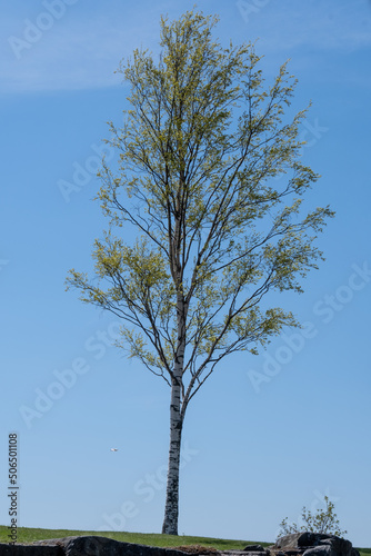 An alone birch tree standing tall on the top of a hill against a bright blue sky