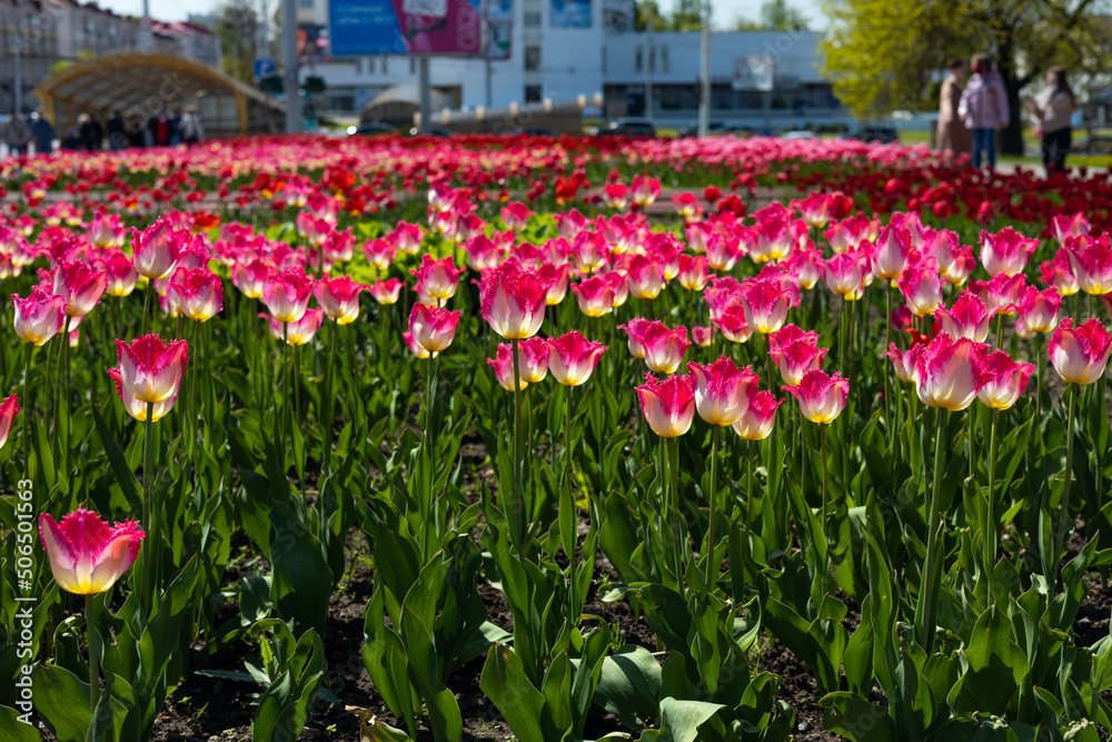 City flower bed with blooming burgundy tulips. Selective focus.